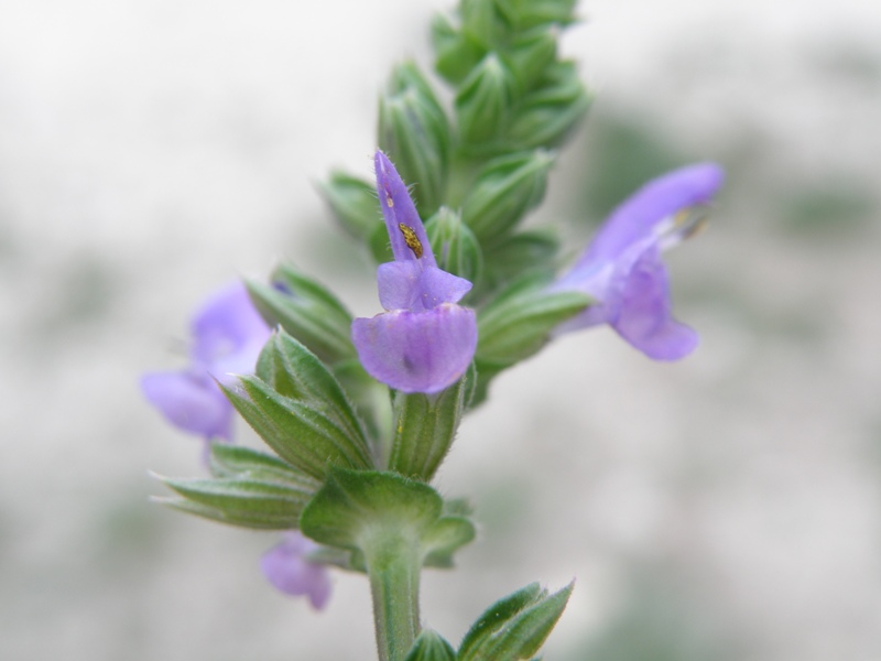 Salvia verbenaca