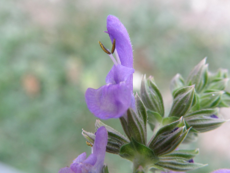 Salvia verbenaca