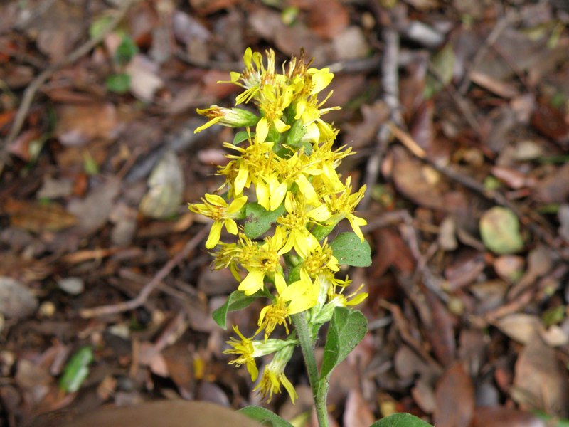 Solidago virgaurea