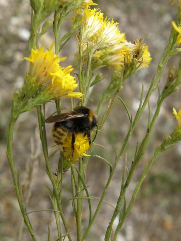 Aster linosyris