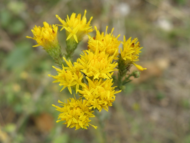 Aster linosyris