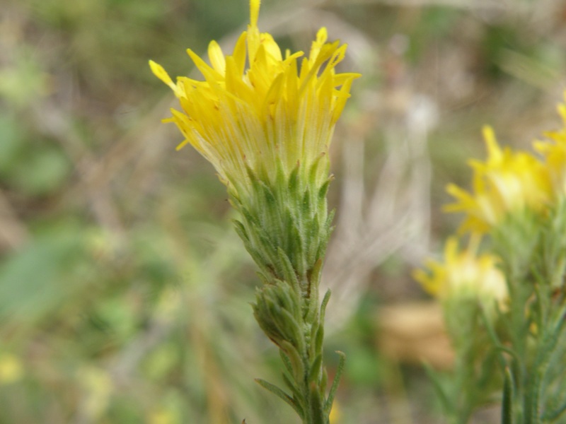 Aster linosyris