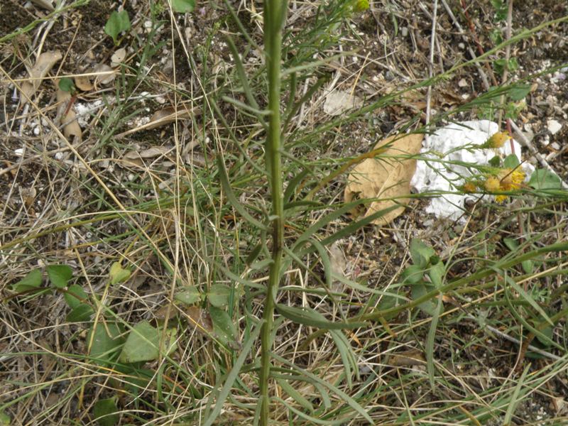 Aster linosyris