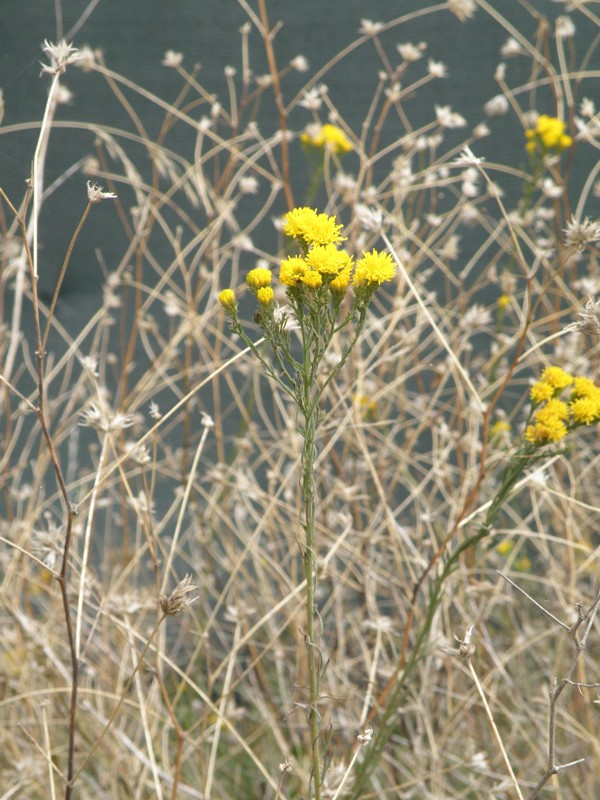 Aster linosyris