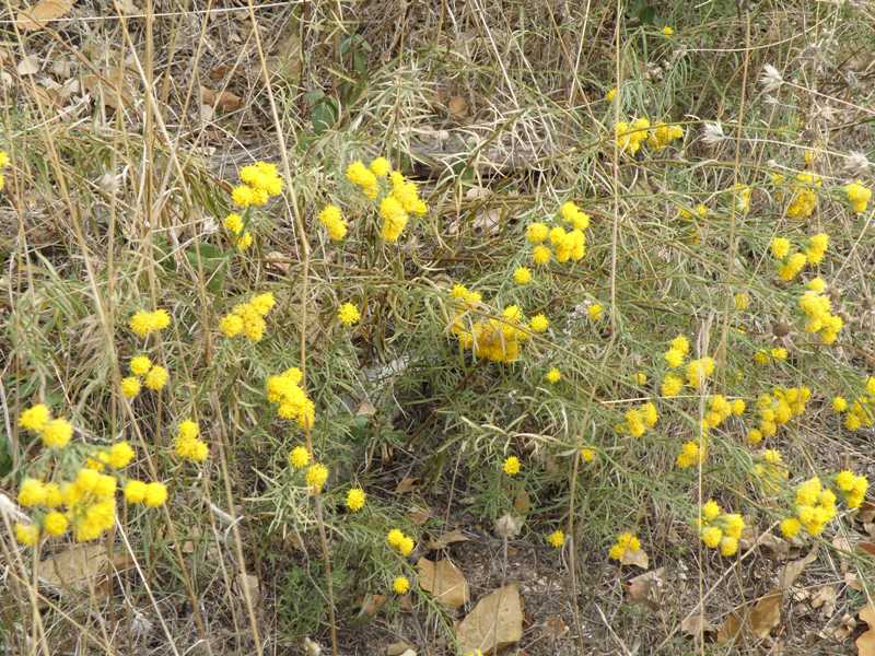 Aster linosyris