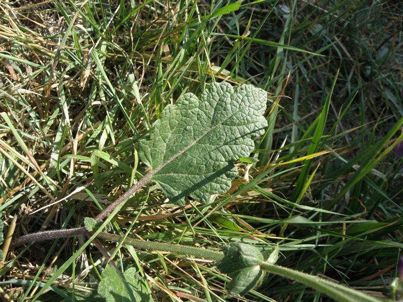 Salvia verbenaca