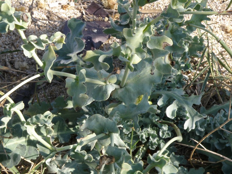 succulenta in spiaggia - Glaucium flavum