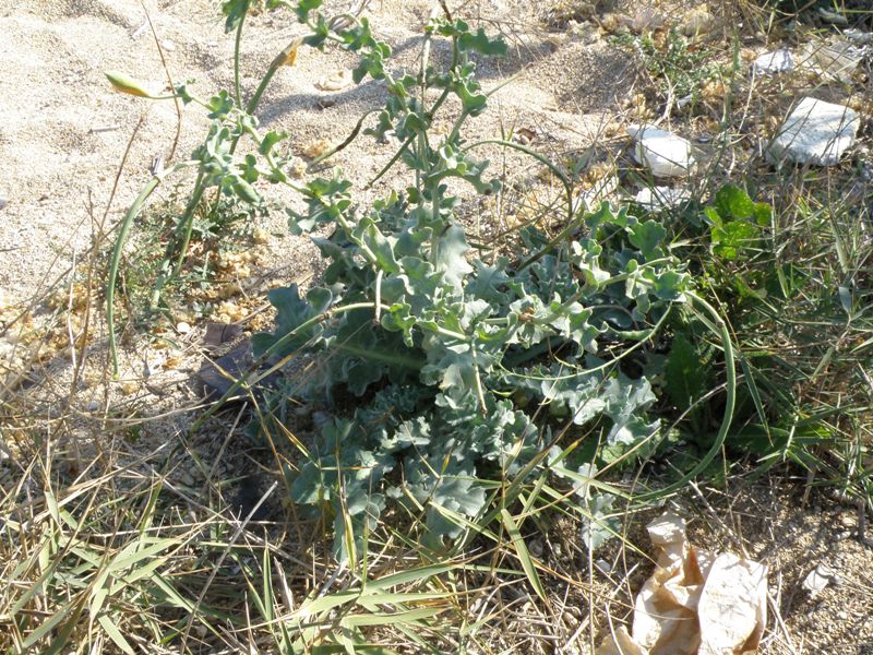 succulenta in spiaggia - Glaucium flavum