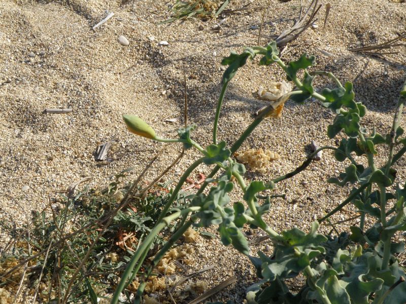 succulenta in spiaggia - Glaucium flavum