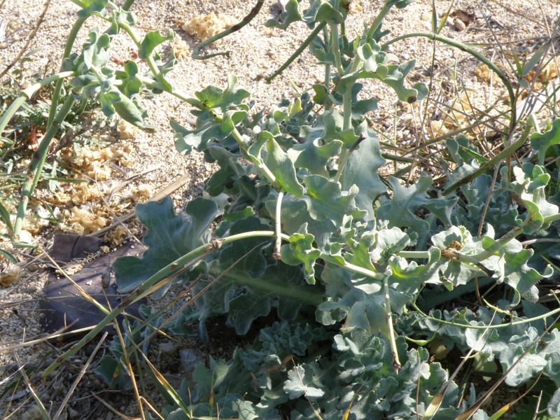 succulenta in spiaggia - Glaucium flavum