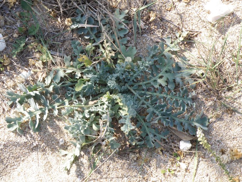 succulenta in spiaggia - Glaucium flavum