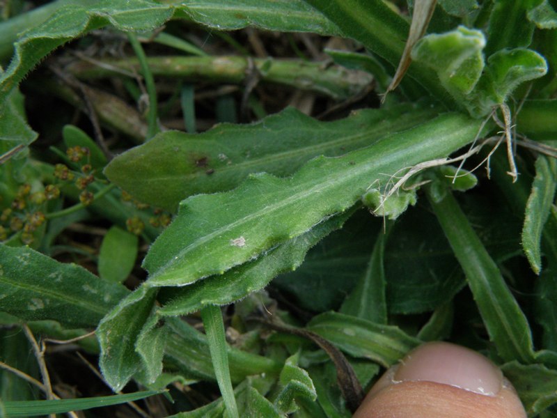 lusus di una Calendula