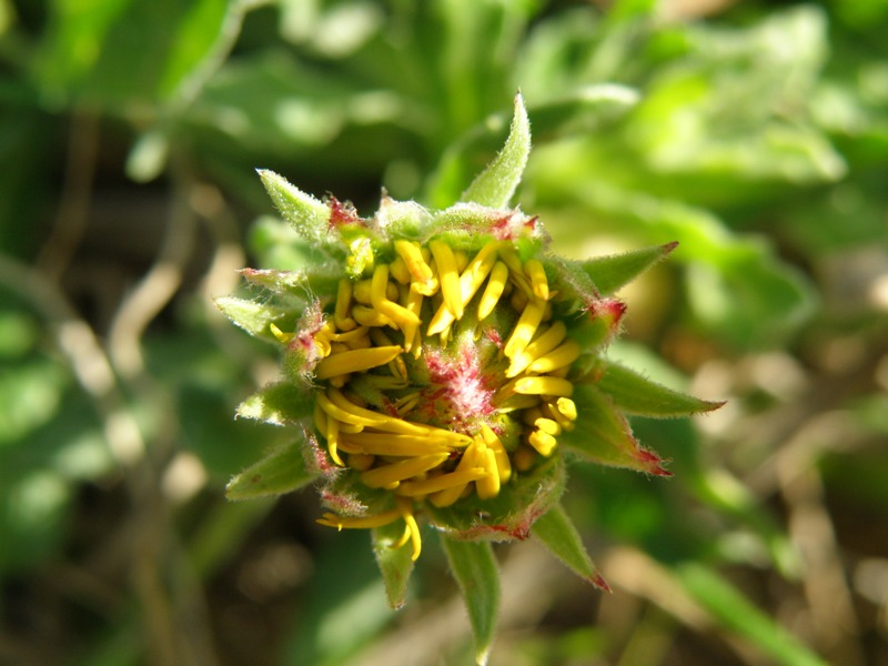 lusus di una Calendula