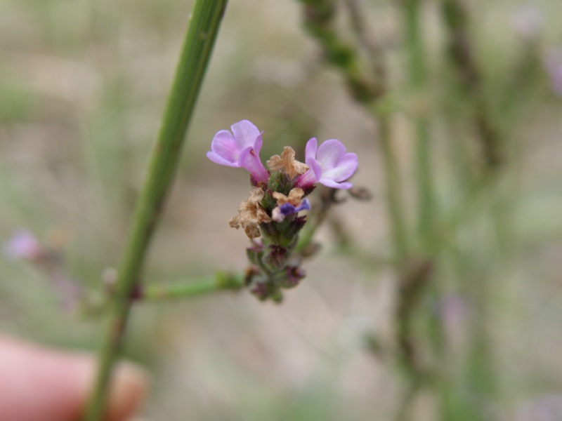 Verbena officinalis