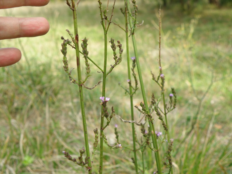 Verbena officinalis