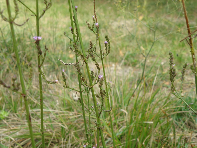 Verbena officinalis