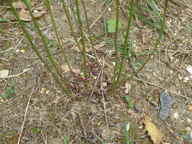 Verbena officinalis