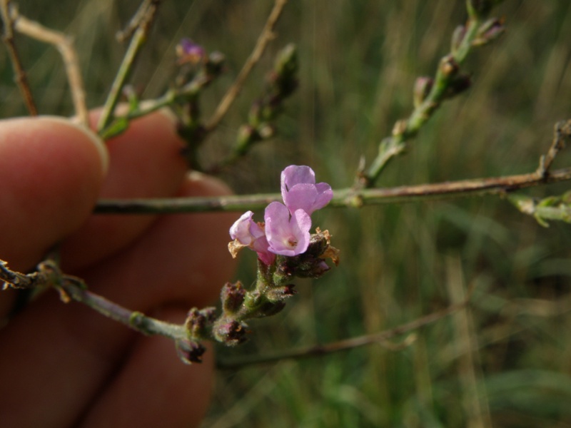 Verbena officinalis