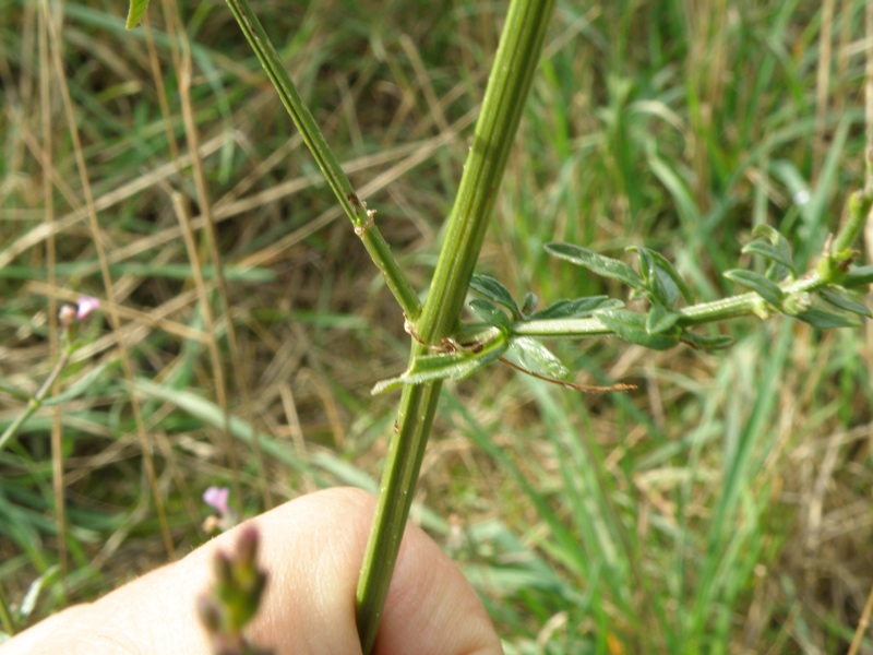 Verbena officinalis