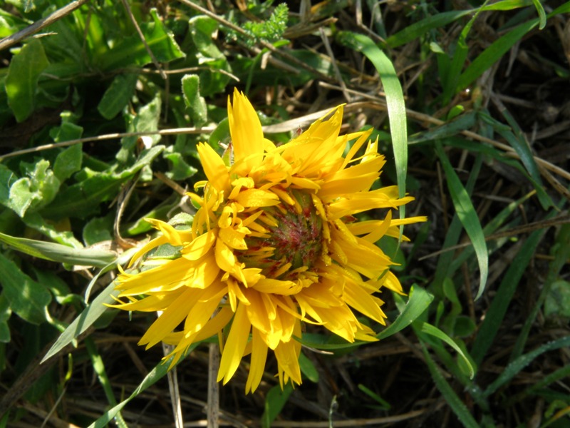 lusus di una Calendula