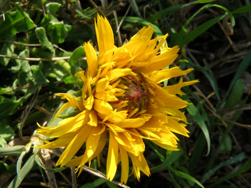 lusus di una Calendula