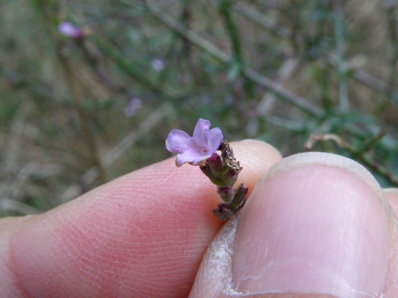 Verbena officinalis