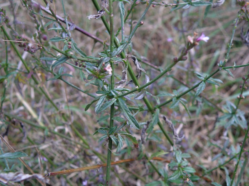 Verbena officinalis