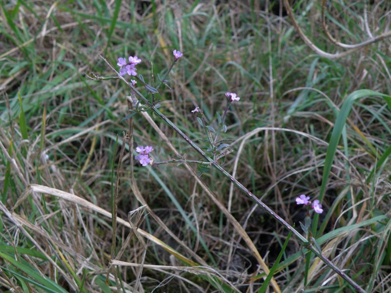 Verbena officinalis