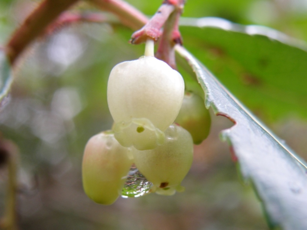 Arbutus unedo