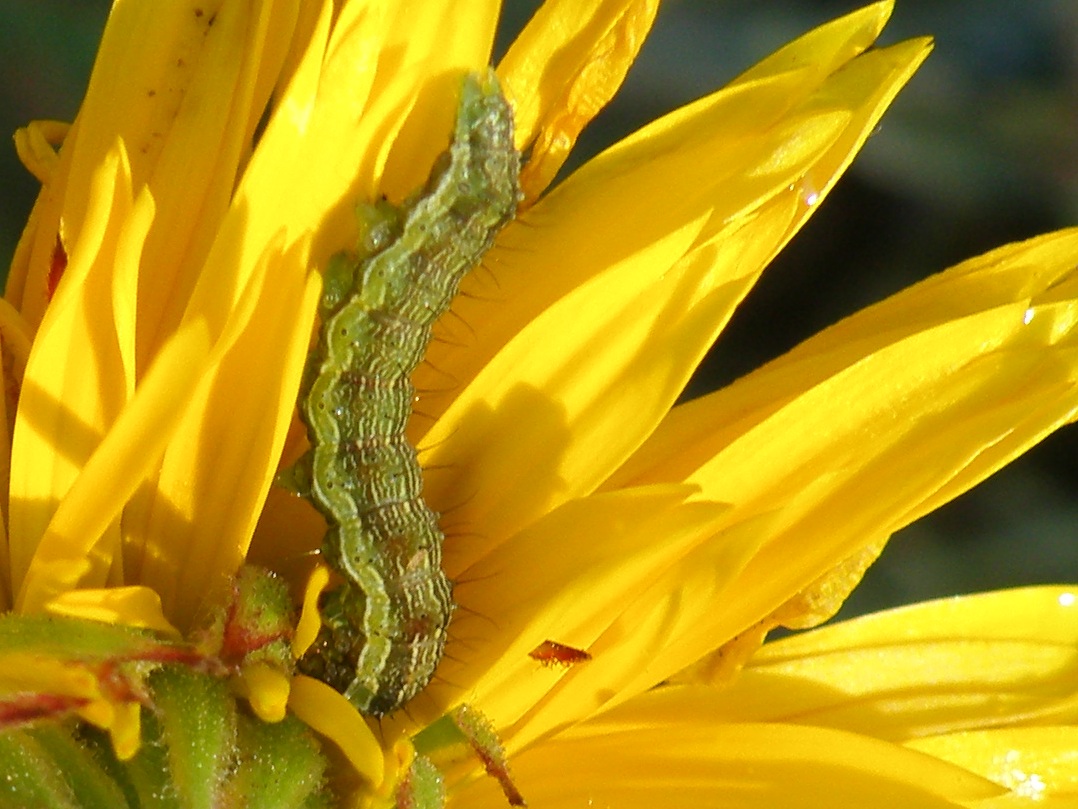 lusus di una Calendula