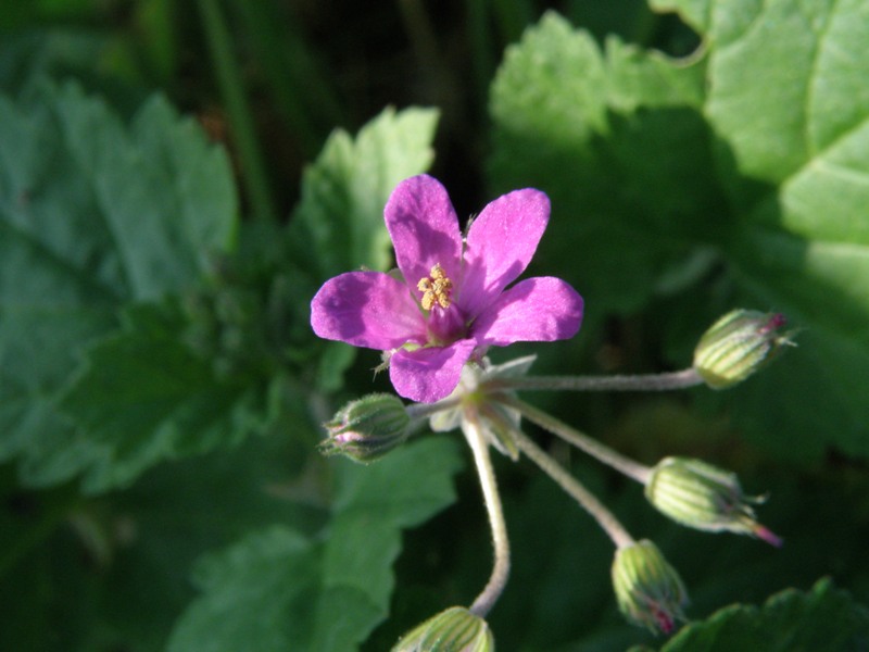 Erodium malacoides / Becco di gr malvaceo