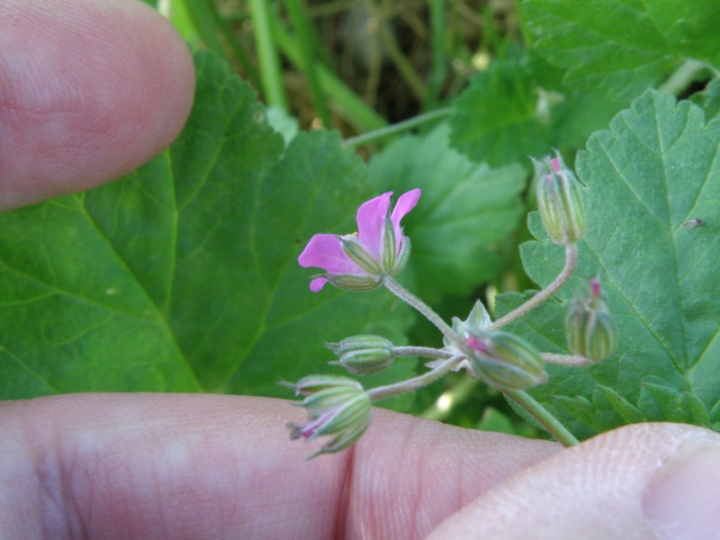 Erodium malacoides / Becco di gr malvaceo