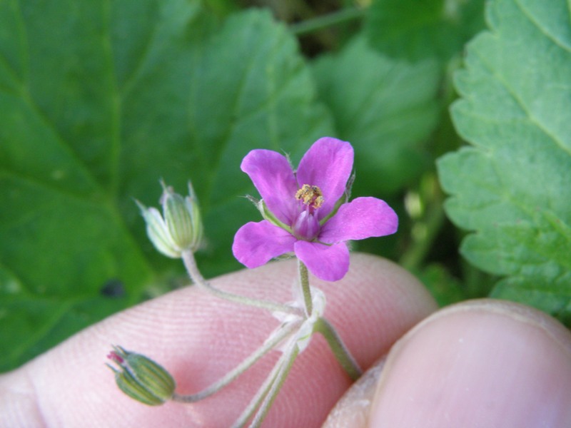 Erodium malacoides / Becco di gr malvaceo