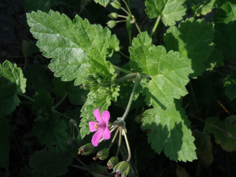 Erodium malacoides / Becco di gr malvaceo