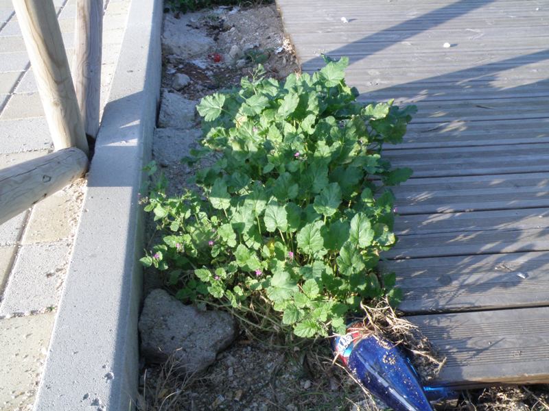 Erodium malacoides / Becco di gr malvaceo