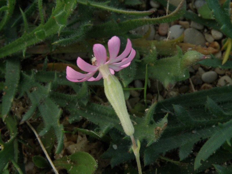 Silene sp.