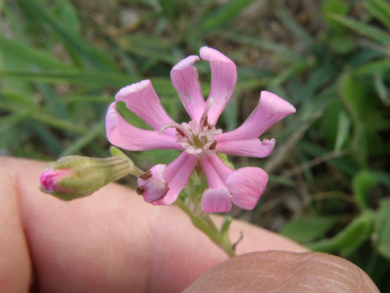 Silene sp.