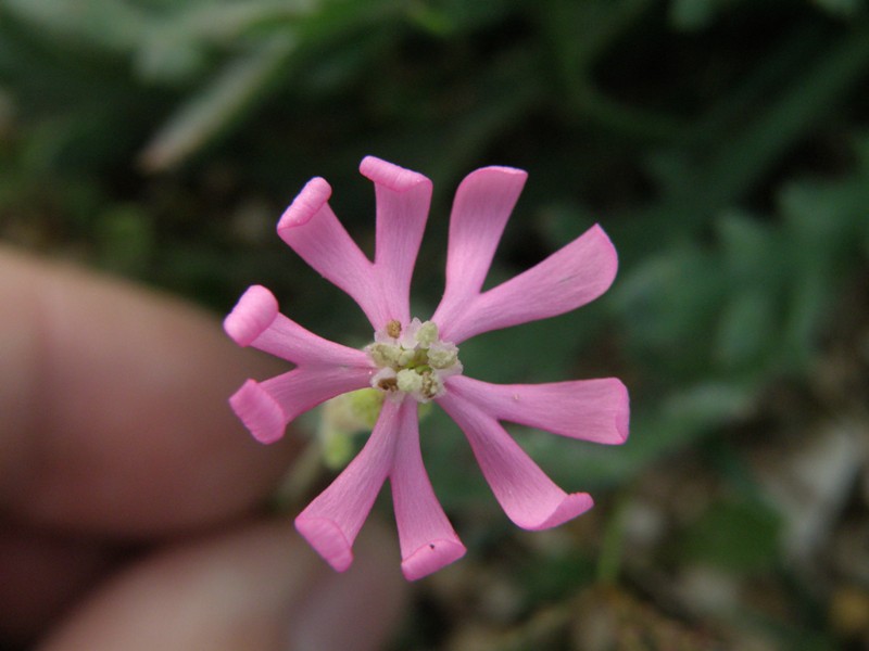 Silene sp.