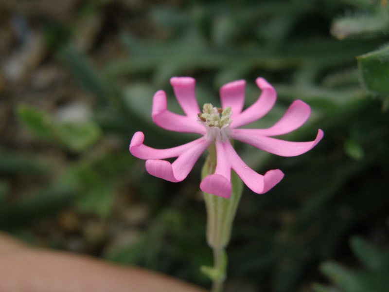 Silene sp.