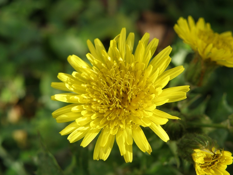 Sonchus asper