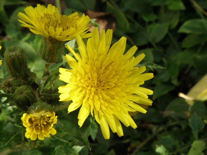 Sonchus asper