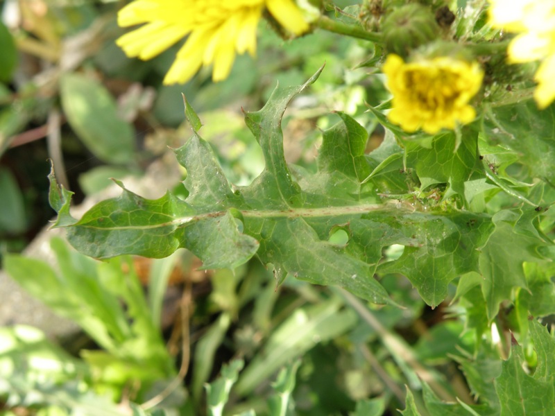 Sonchus asper