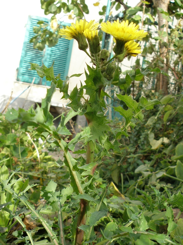 Sonchus asper