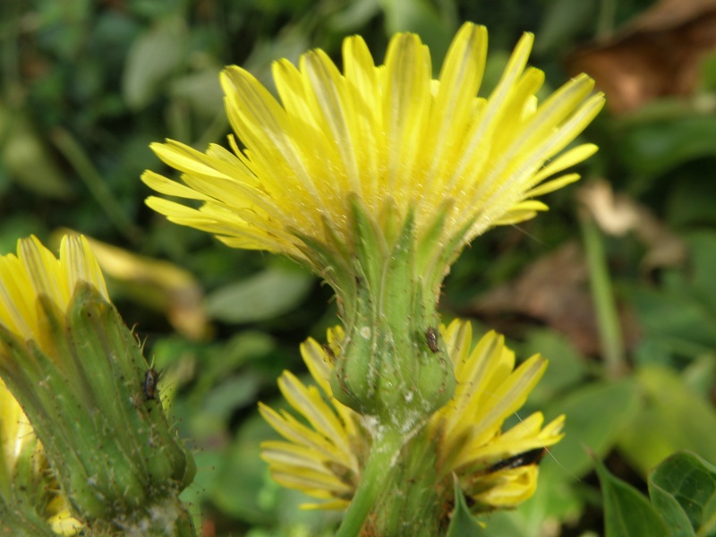 Sonchus asper