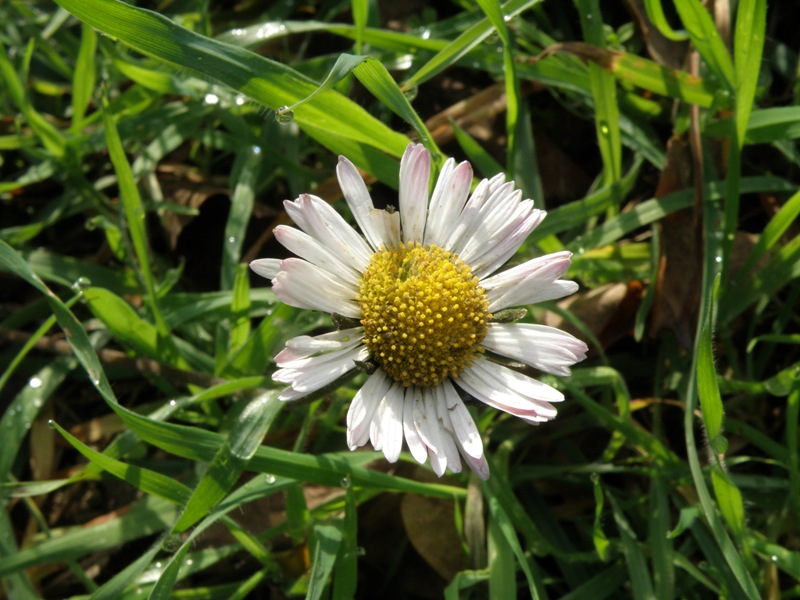 da determinare - Bellis cfr. silvestris