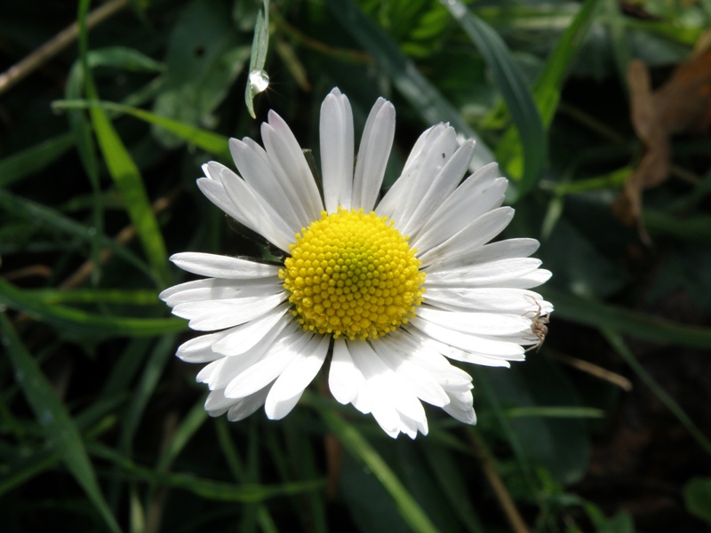 da determinare - Bellis cfr. silvestris