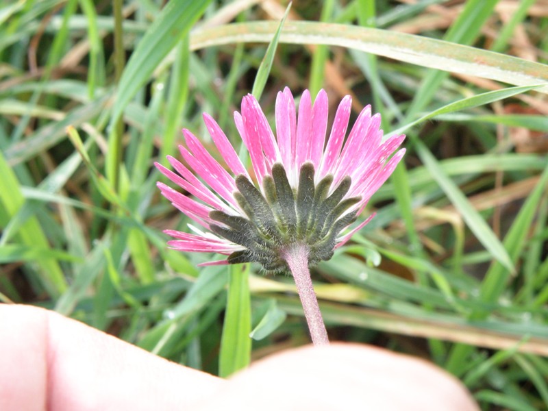 da determinare - Bellis cfr. silvestris