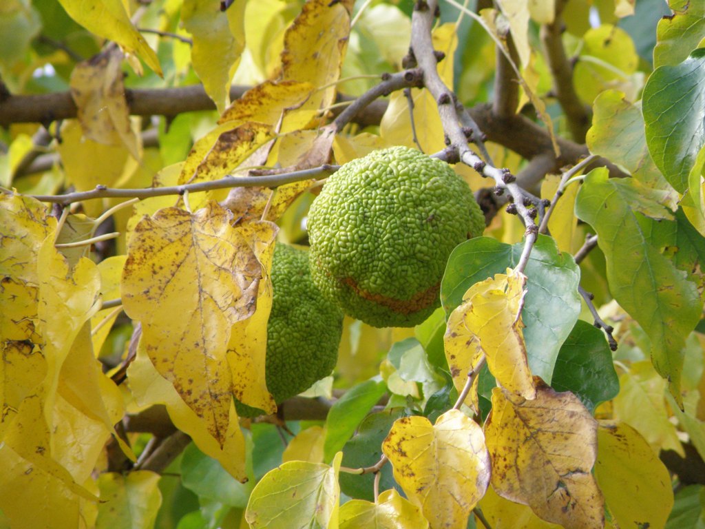 Maclura pomifera