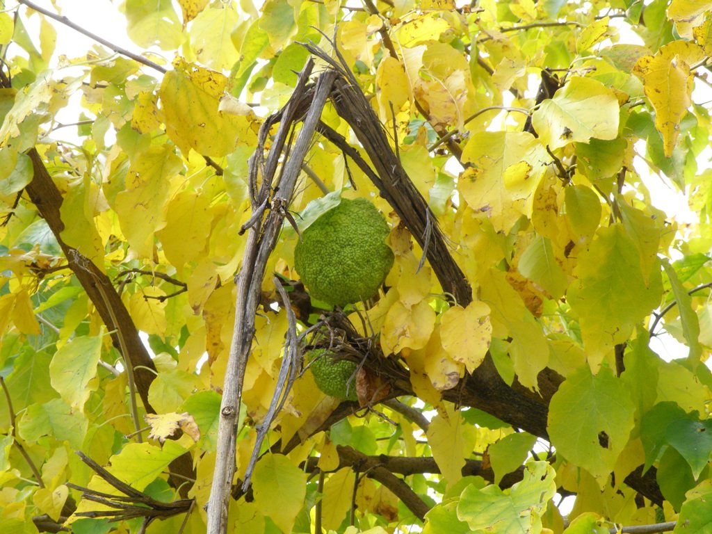 Maclura pomifera