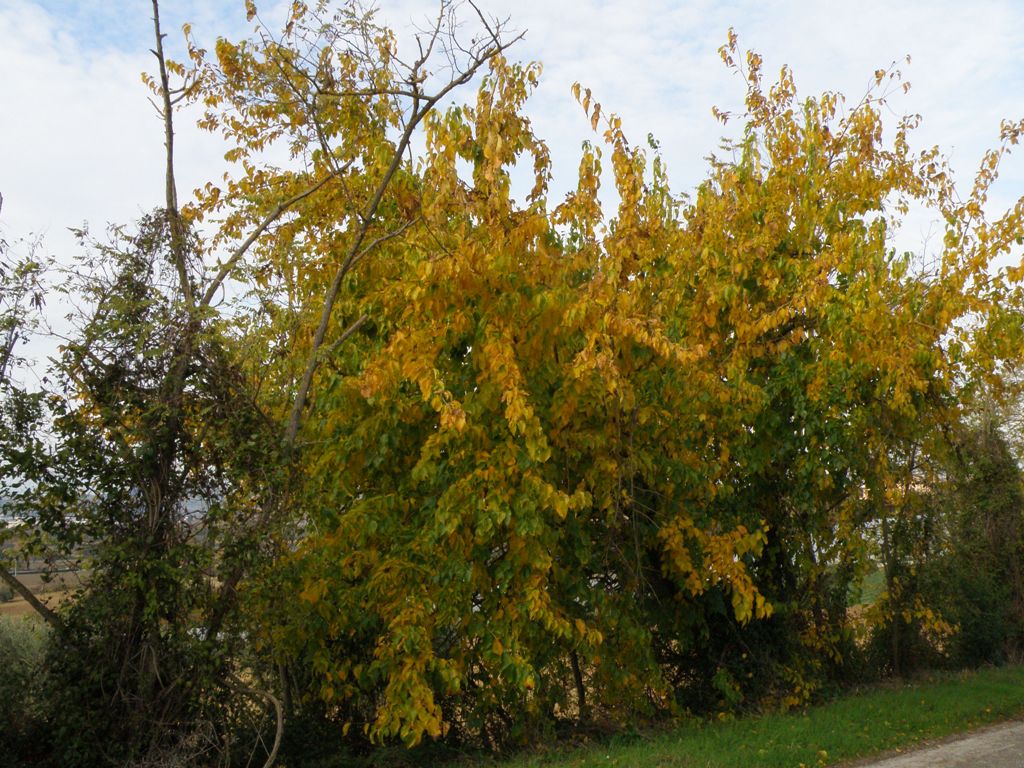 Maclura pomifera